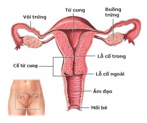 Ung thư nội mạc cổ tử cung - dấu hiệu, giai đoạn và điều trị
