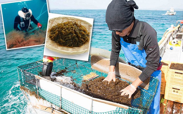 Fucoidan – Hợp chất hỗ trợ tăng cường sức đề kháng cho người bệnh ung bướu