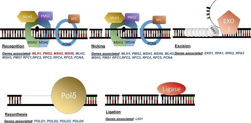 Ung thư dạ dày có di truyền không