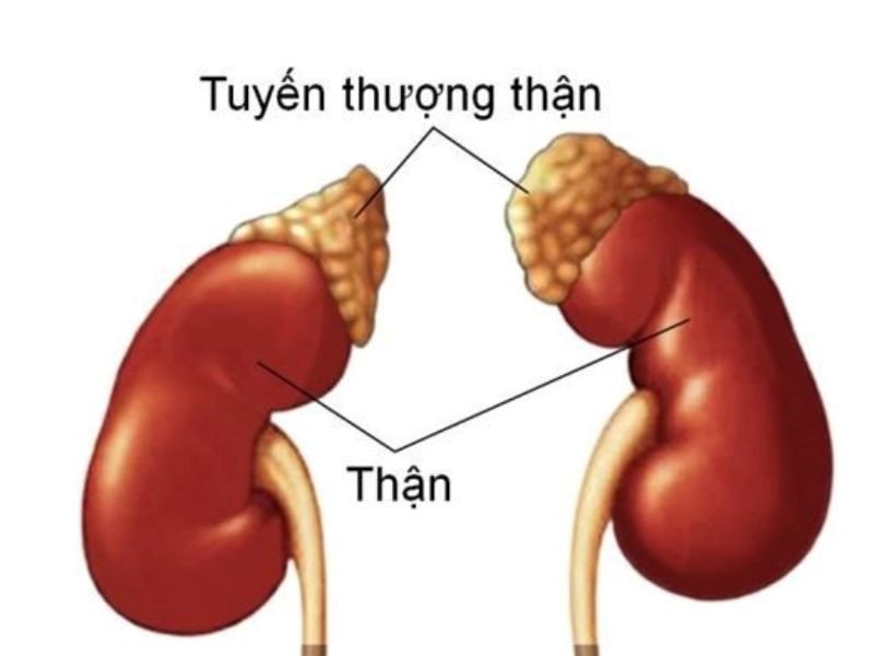 Căn bệnh ung thư tuyến thượng thận rất hiếm gặp