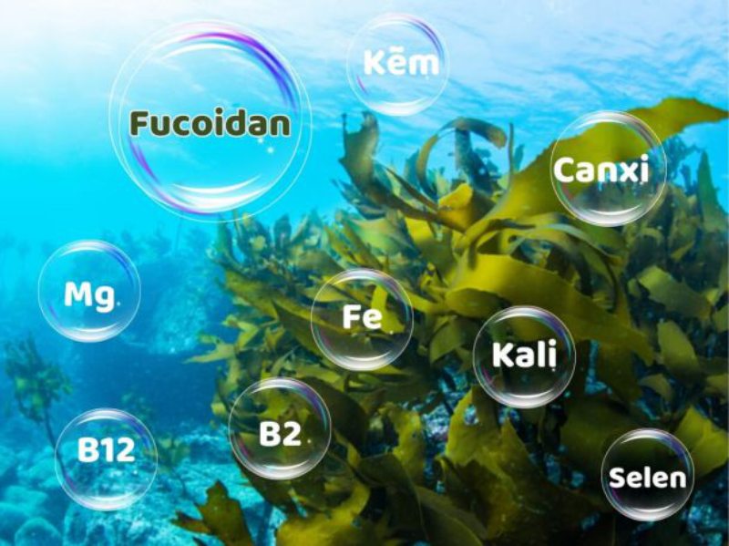 Tác dụng tuyệt vời của Fucoidan Nhật Bản