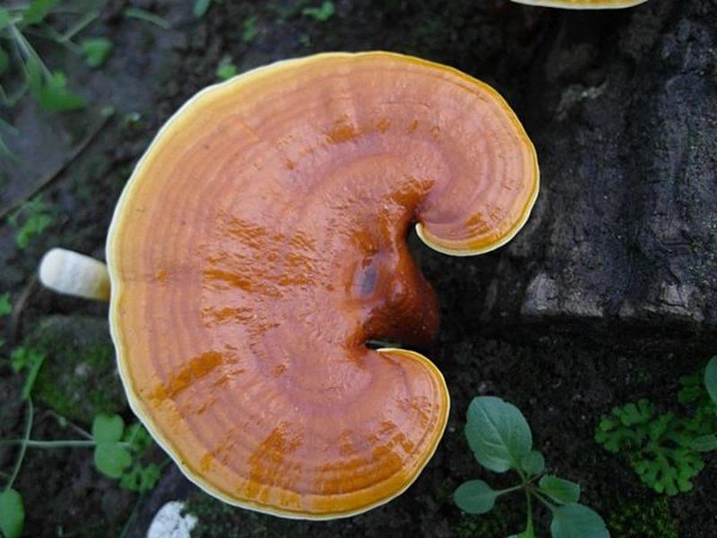 Một số vị thuốc nam có tác dụng hỗ trợ điều trị ung thư hiệu quả