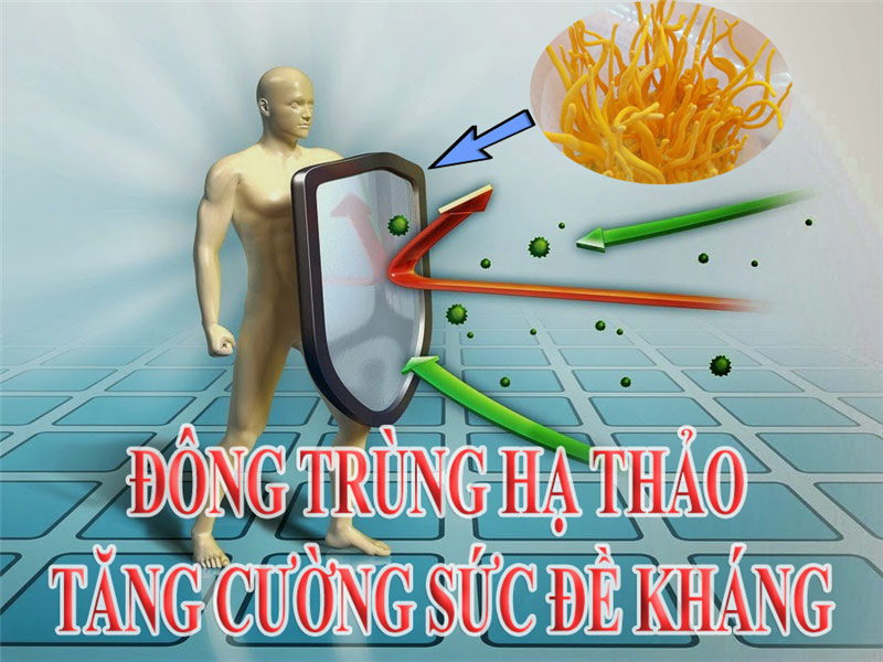 Khoa Học Nói Gì Về Đông Trùng Hạ Thảo? – Sự Thật Từ Nghiên Cứu