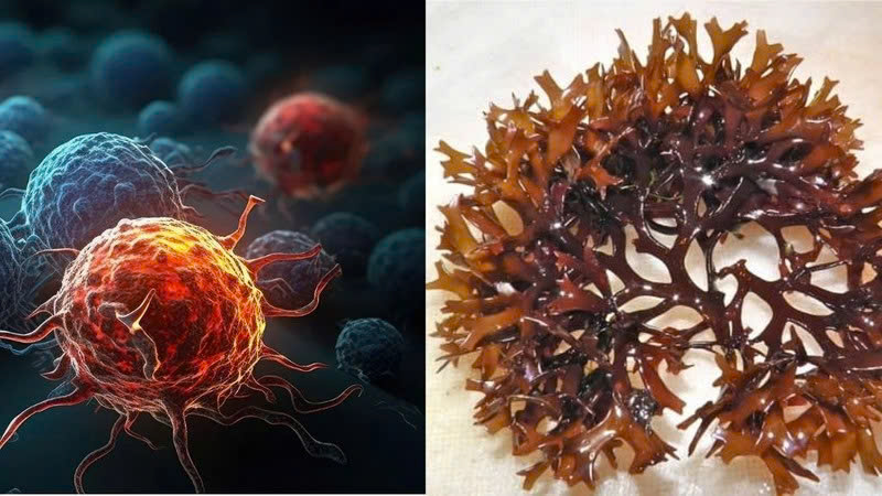 Fucoidan hoạt chất hỗ trợ đẩu lùi ung thư và tăng cường miễn dịch