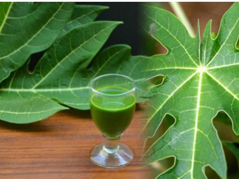 Cách sử dụng lá đu đủ chữa ung thư dạ dày